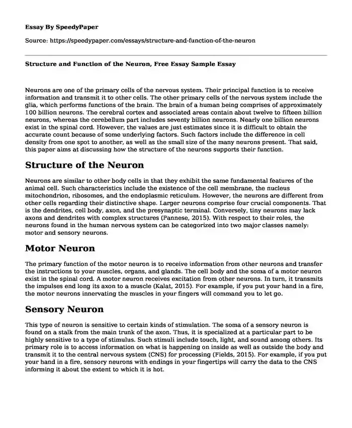 Structure and Function of the Neuron, Free Essay Sample